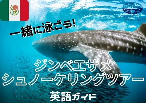 【2025年 期間限定5月末～9月中旬まで催行予定】カンクン発 ジンベエザメ シュノーケリング ＜英語ガイド＞