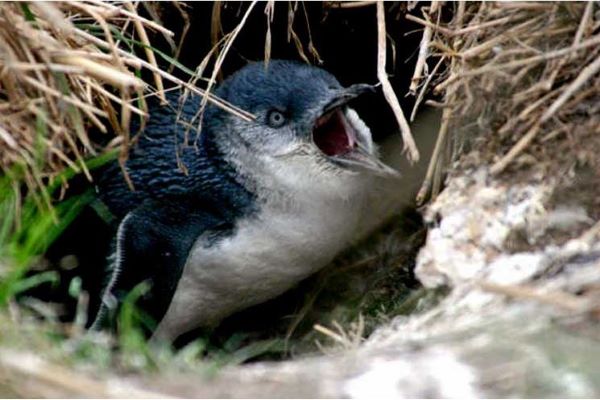 MR.JOHNのなるほど・ザ・ペンギンツアー<br />（日本語ガイド/特別席プランあり）
