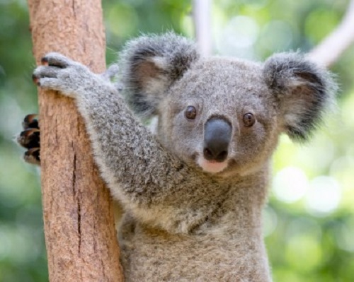 カランビン ワイルドライフ サンクチュアリー 入園券/選べるコアラ写真パッケージプラン